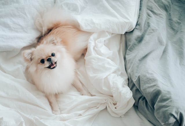 microfiber bedsheet
